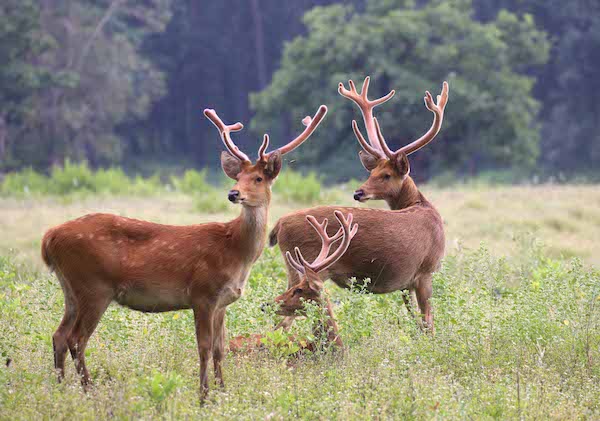 Kanha National Park